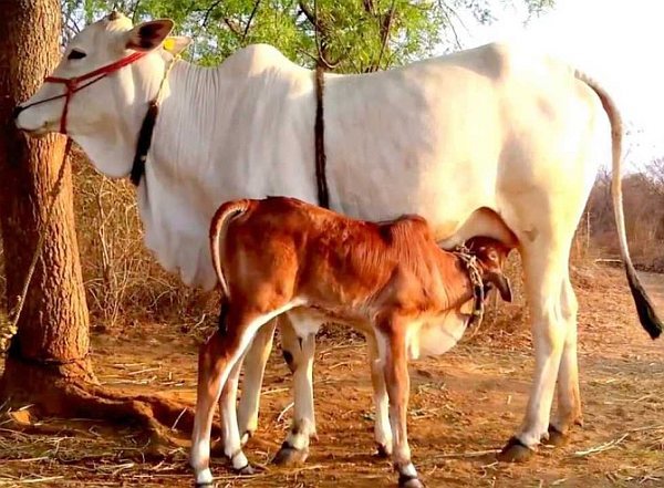 Munj Vinyle Cut Out Cow & Calf T: SP0051T